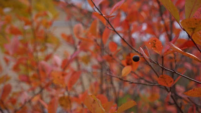 산마늘최종변화와 아로니아효소만들기 – 지식재산권IP 보호의 중요성