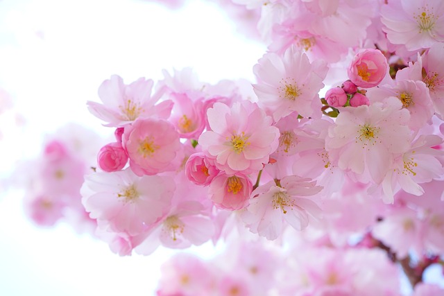 하얀 분홍 파란 수국 꽃말 알아보기 | 분홍 파란 색깔별 수국 키우기 | 수국 꽃말 모음